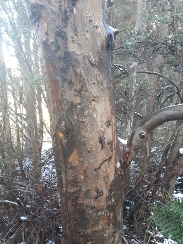 Image of Eucalyptus johnstonii by (c) Johannes Schlagbauer, some rights reserved (CC BY)
