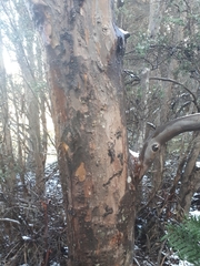 Eucalyptus johnstonii