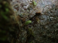 Fissidens osmundioides