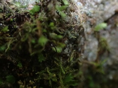 Fissidens osmundioides