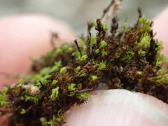 Anoectangium aestivum