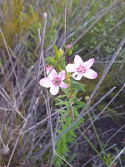 Euchaetis albertiniana