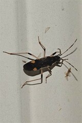 Dieuches armatipes