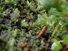 Riccardia chamedryfolia