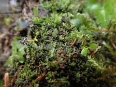 Riccardia chamedryfolia