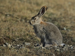 Lepus timidus
