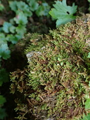 Hypnum dieckii