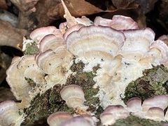 Trichaptum biforme