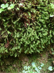 Bartramiopsis lescurii