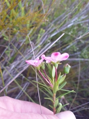 Euchaetis albertiniana