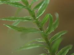 Bartramiopsis lescurii