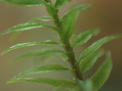 Bartramiopsis lescurii