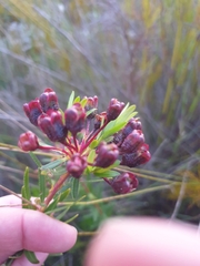 Euchaetis albertiniana