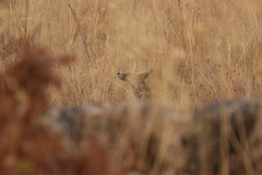 Vulpes vulpes silacea