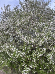 Prunus cerasus