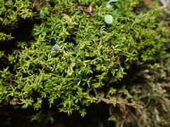 Anoectangium aestivum