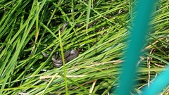 Thamnophis melanogaster