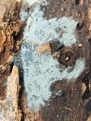 Byssocorticium atrovirens