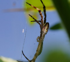Argiope picta