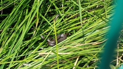 Thamnophis melanogaster