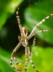 Argiope picta