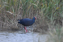 Porphyrio porphyrio