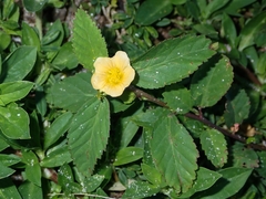 Sida ulmifolia