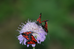 Zygaena osterodensis