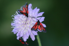 Zygaena osterodensis