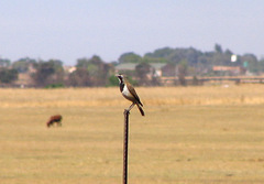 Oenanthe pileata pileata