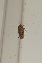 Curtara insularis