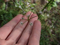 Lomatium geyeri
