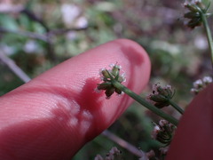 Lomatium geyeri