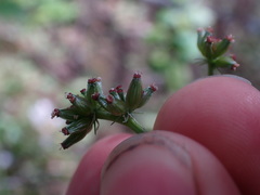 Lomatium geyeri