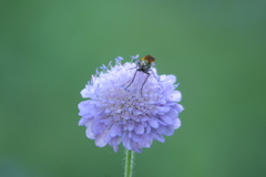 Empis tessellata