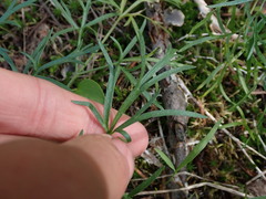 Lomatium geyeri