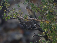 Linaria flavirostris
