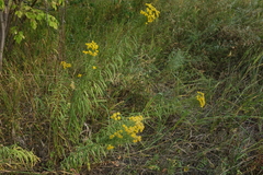 Galatella biflora