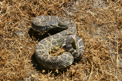 Crotalus oreganus