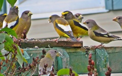 Coccothraustes vespertinus