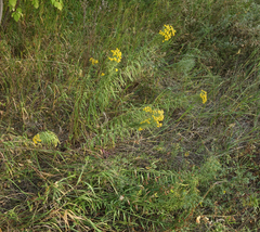 Galatella biflora