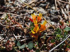 Acmispon decumbens