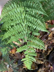 Dryopteris