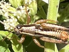 Phaedrotettix
