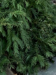 Thuja occidentalis