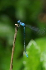 Pseudagrion cingillum