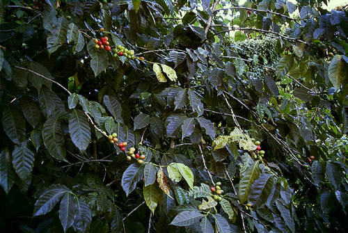 Coffea arabica iNat (3)