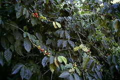 Coffea arabica