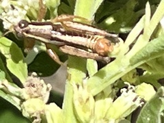 Phaedrotettix