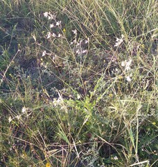 Oenothera filiformis